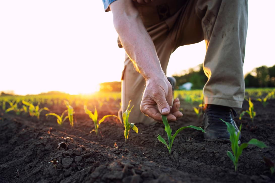 agricultura